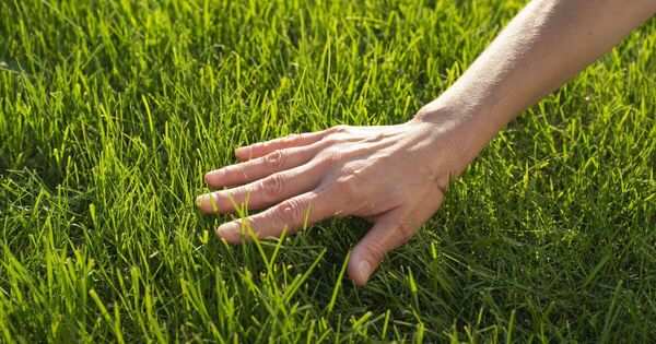 Hands caring for green plants in natural light